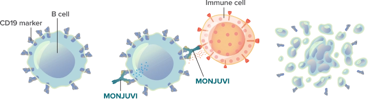 (1) Cancerous B cell with CD19 markers. (2) MONJUVI® (tafasitamab-cxix) locates and binds to the CD19 marker on the surface of cancerous B cells. (3) This binding action triggers immune cells to kill the cancer cells.