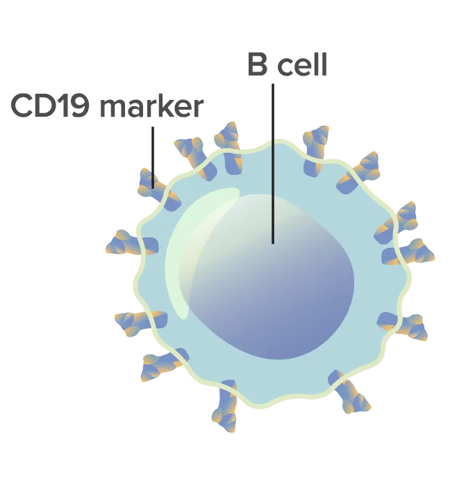 (1) Cancerous B cell with CD19 markers.