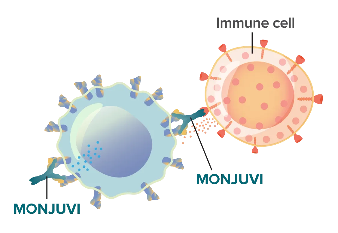 (2) MONJUVI® (tafasitamab-cxix) locates and binds to the CD19 marker on the surface of cancerous B cells.
